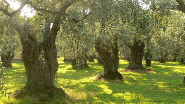 Του έκλεψαν 30 σακιά με ελιές από το χωράφι του