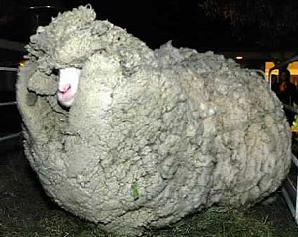Ευθανασία στο διάσημο πρόβατο «Σρεκ»
