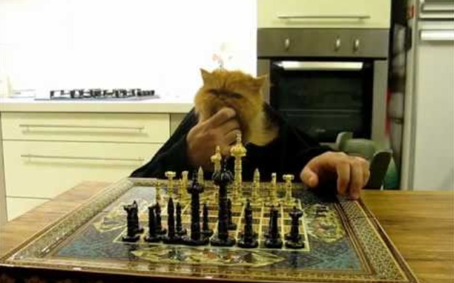 Παίζοντας σκάκι με την γάτα