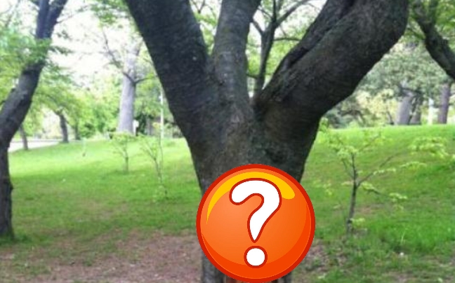 Μπορείτε να βρείτε την ηλικία αυτού του δέντρου;