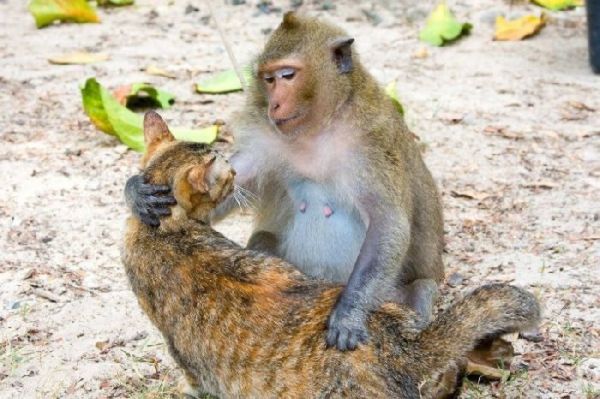 O Δήμος Τρικκαίων κληρονομεί μία&#8230; μαϊμού