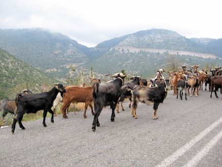 Με ένα τηλεφώνημα η αποκομιδή νεκρών ζώων