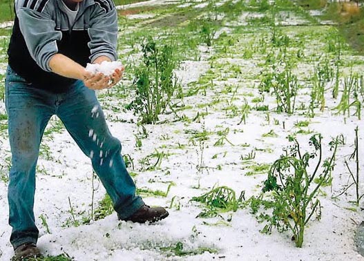 Σε απόγνωση οι κερασοπαραγωγοί της Έδεσσας