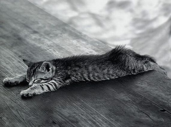 Γάτες α λα planking