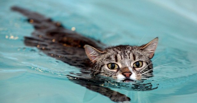 Μία «βρεγμένη» γάτα μαθαίνει να περπατά κολυμπώντας