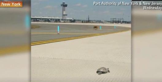 Χελώνες σε&#8230; οίστρο έκλεισαν το αεροδρόμιο JFK