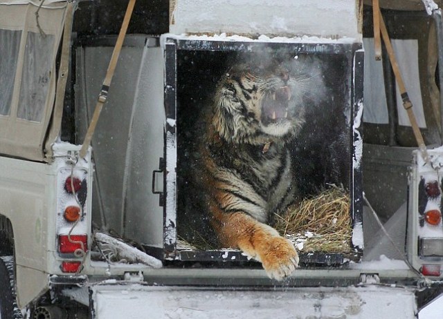 Απελευθέρωση τίγρης στην άγρια φύση