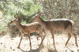 Μάστιγα για την Αυστραλία τα ελάφια