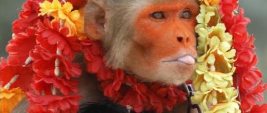 Απαγόρευσαν σε μαϊμούδες να ενωθούν με τα δεσμά του γάμου