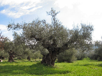 Η κλιματική αλλαγή ευνοεί τα ελαιόδεντρα