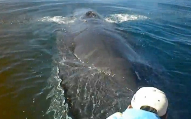 Φάλαινα χάρισε «πριβέ» επίδειξη σε ψαράδες