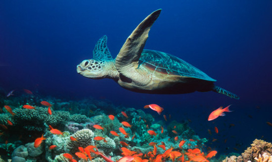 Θαλάσσια χελώνα νεκρή από παραγάδι
