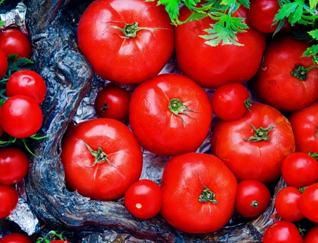 «Απειλείται» η βιομηχανική ντομάτα στη Θεσσαλία