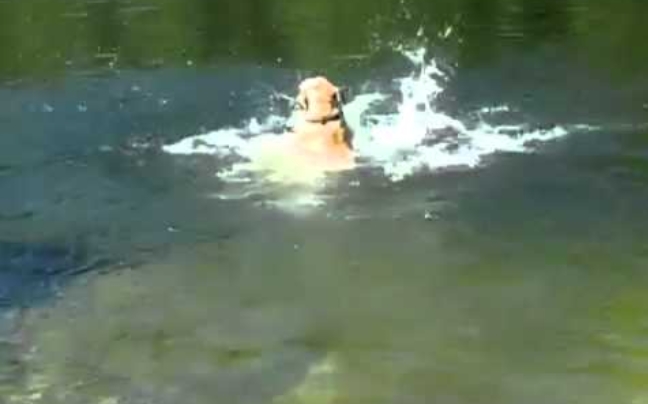 Τα σκυλιά είναι δεινοί κολυμβητές