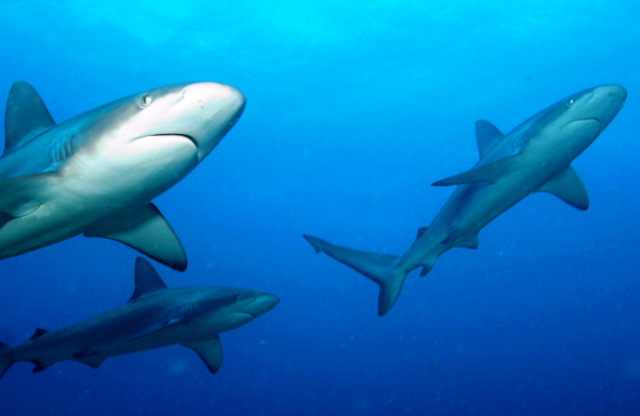 Απειλούνται με εξαφάνιση οι καρχαρίες