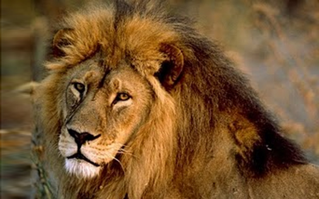 Γάβγισε το&#8230; λιοντάρι σε ζωολογικό κήπο της Κίνας