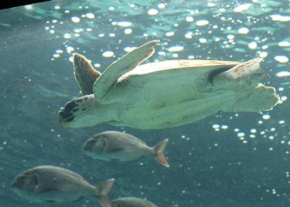 Τρεις νεκρές θαλάσσιες χελώνες στη Σαλαμίνα