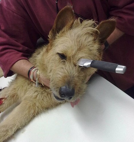 Ληστές κάρφωσαν μαχαίρι στο κεφάλι του σκύλου