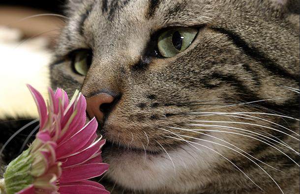 Οι άνθρωποι προκαλούν αλλεργίες&#8230; στις γάτες!