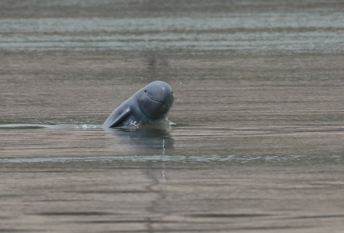 Στο χείλος της εξαφάνισης τα δελφίνια Irrawaddy