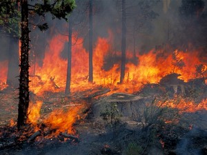 Στρέμματα πευκοδάσους κάηκαν στην Παλαιά Επίδαυρο