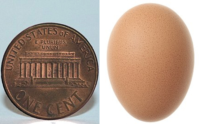 Βρήκε το πιο μικρό αυγό στον κόσμο;