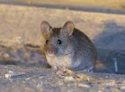 Ποντίκια σε δεξαμενές νερού στην Ηλεία