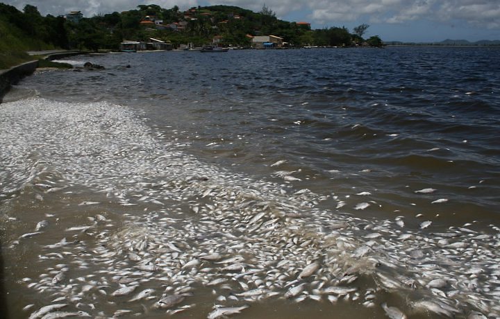 Χιλιάδες νεκρά ψάρια επιπλέουν στον Κερκινίτη ποταμό