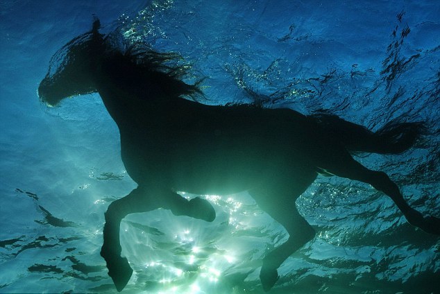 Άλογα… δεινοί κολυμβητές