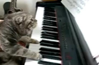 Γάτα είναι ο πιανίστας