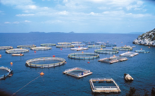Η Ε.Ε. ενέκρινε την εξαγορά του Νηρέα και της Σελόντα από την Andromeda Seafood