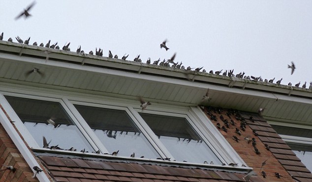 Αντίκρισαν 500 πουλιά έξω από το σπίτι τους!