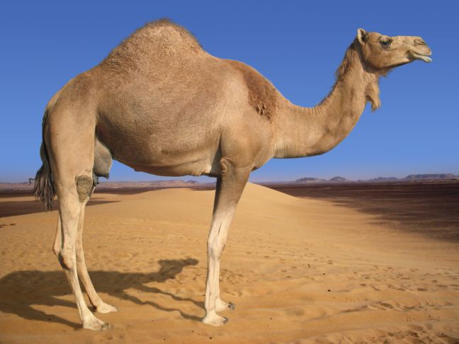 Σφαγιάζουν τις καμήλες για να μειώσουν τον πληθυσμό τους