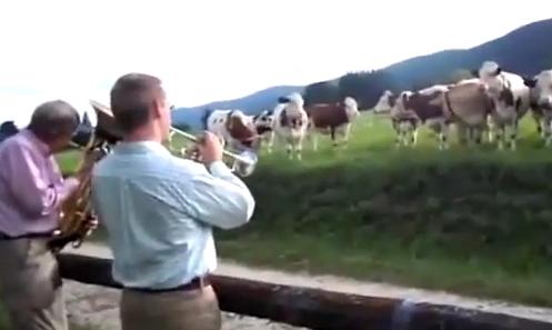 Οι αγελάδες είναι ζώα εκλεπτυσμένα