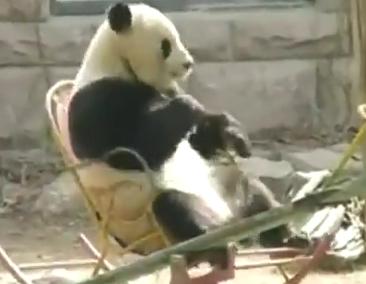Τα panda ξέρουν να «αράζουν»