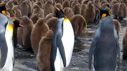 Οι πιγκουίνοι είναι πολύ «ψηλομύτηδες» όταν τσακώνονται