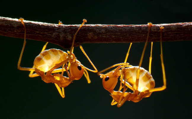 Χορευτικές φιγούρες… όπως μόνο τα μυρμήγκια ξέρουν