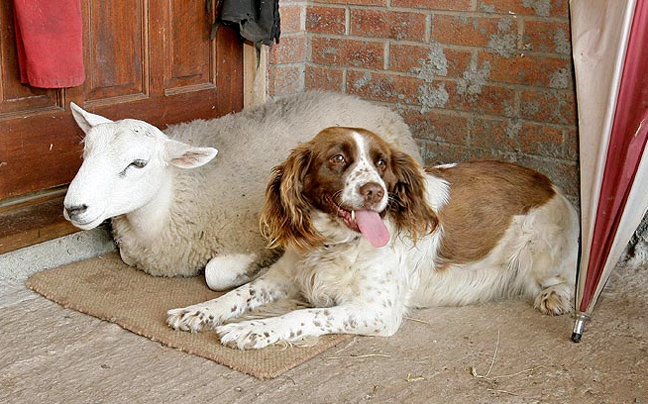 Ένα πρόβατο με διχασμένη προσωπικότητα