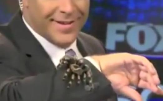 Μια αράχνη τρομοκρατεί ένα ολόκληρο δελτίο ειδήσεων