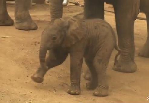 Ελέφαντας κάνει τα πρώτα του βήματα