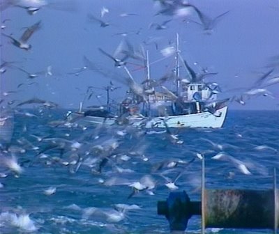 Καρχαρίας 250 κιλών στα δίχτυα ψαρά από την Κυλλήνη