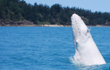 Έχετε δει ποτέ λευκή φάλαινα;