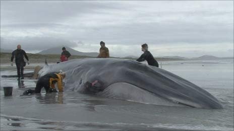 Εγκατέλειψαν την προσπάθεια να σώσουν τη φάλαινα