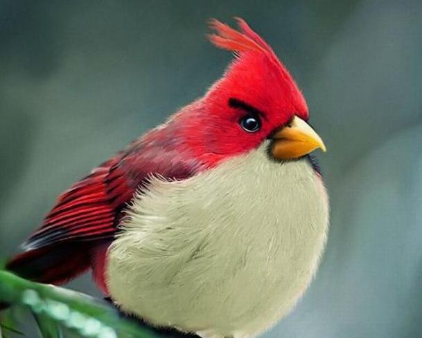 Τα «πραγματικά» Angry Birds