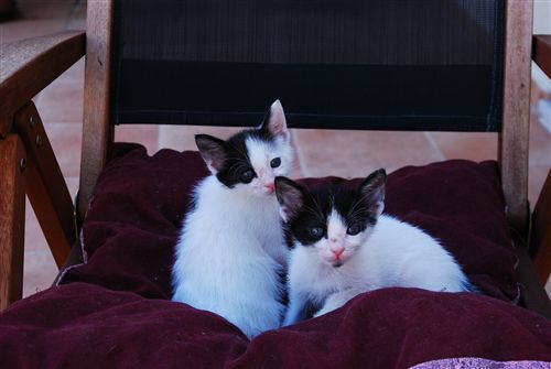 Νεογέννητες γάτες ψάχνουν φιλόζωους για υιοθεσία