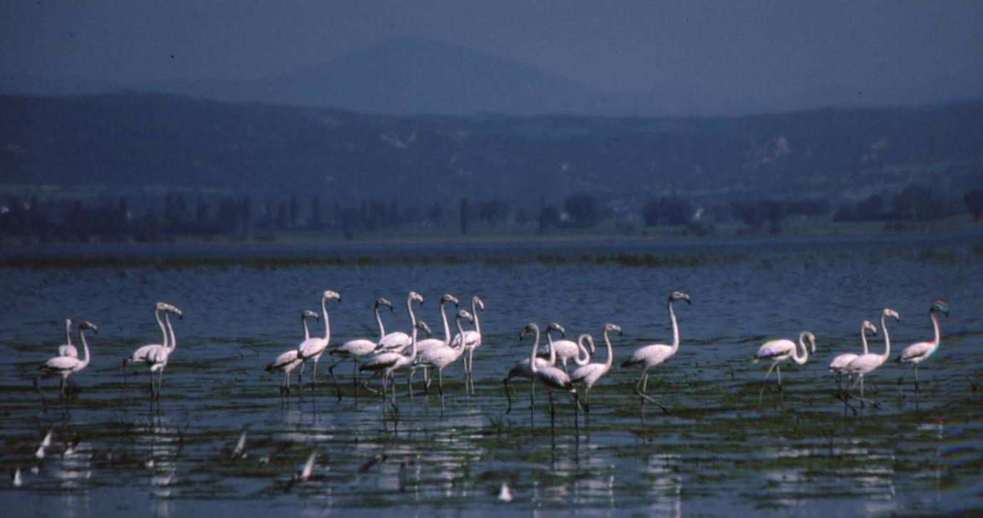 Η φύση «θριάμβευσε» παρά την ανθρώπινη καταστροφή