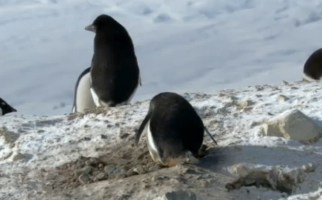 Τεμπέλης πιγκουίνος κλέβει πέτρες από&#8230; τη φωλιά του γείτονα!