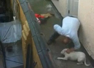 Ασυνείδητος κλωτσά και δίνει μπουνιές σε σκύλο