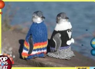 Πουλόβερ για να σωθούν οι πιγκουίνοι