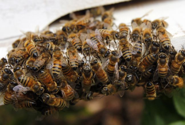 Το «έσκασαν» 20 εκατ. μέλισσες στη Καλιφόρνια